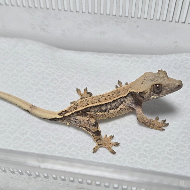 노멀 풀핀 쿼드