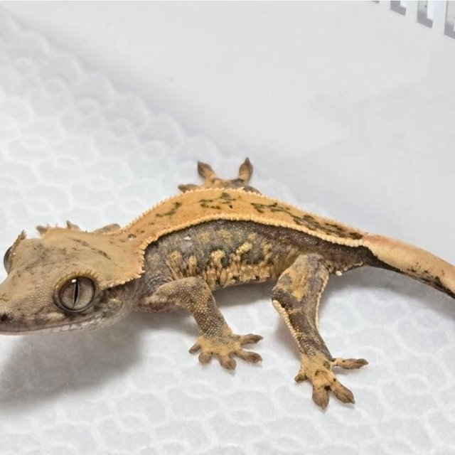 노멀 트라이 풀핀