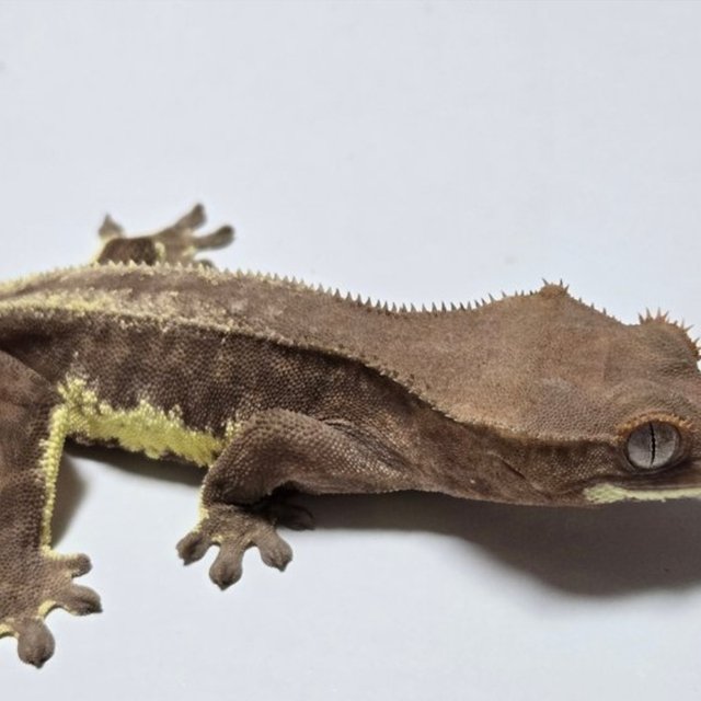 프라푸치노 팬텀 다크