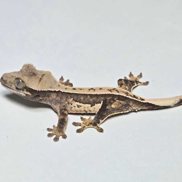 노멀 쿼드 풀핀