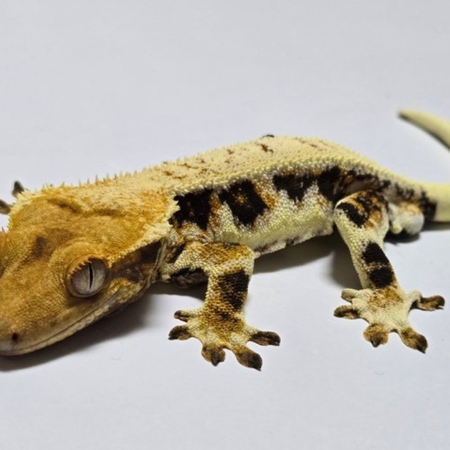 릴리화이트 트라이 풀핀