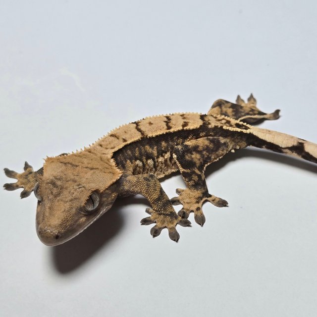 노멀 트라이 쿼드