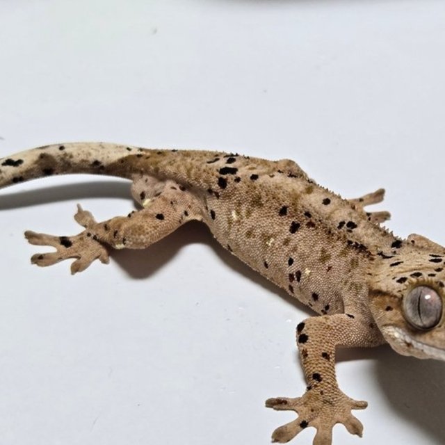 슈퍼달마시안 달마시안 레드