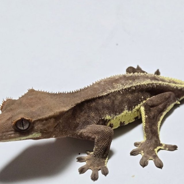 프라푸치노 팬텀 다크