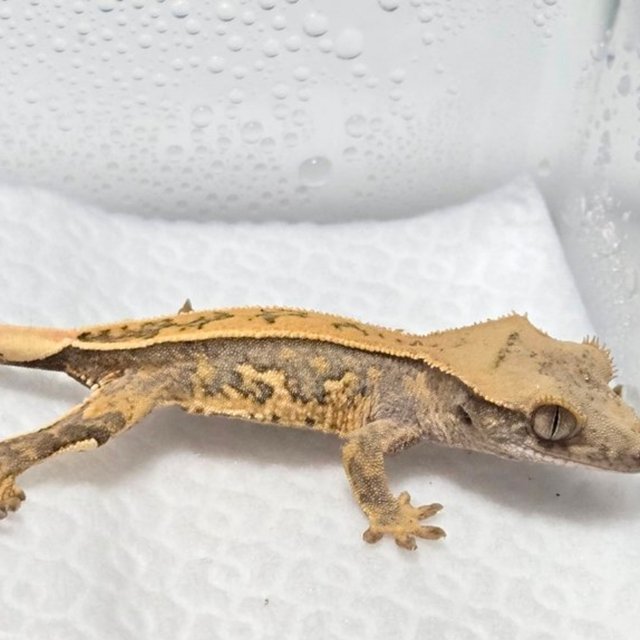 노멀 트라이 풀핀