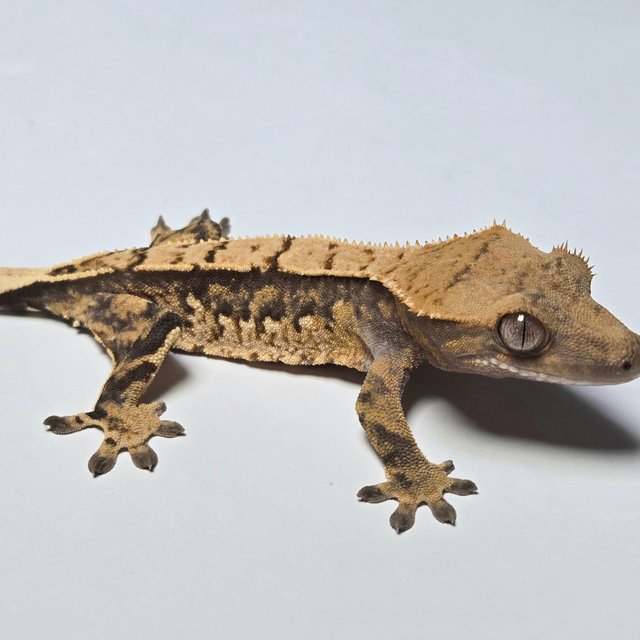 노멀 트라이 쿼드