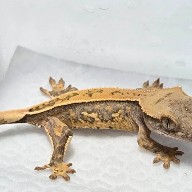 노멀 트라이 풀핀