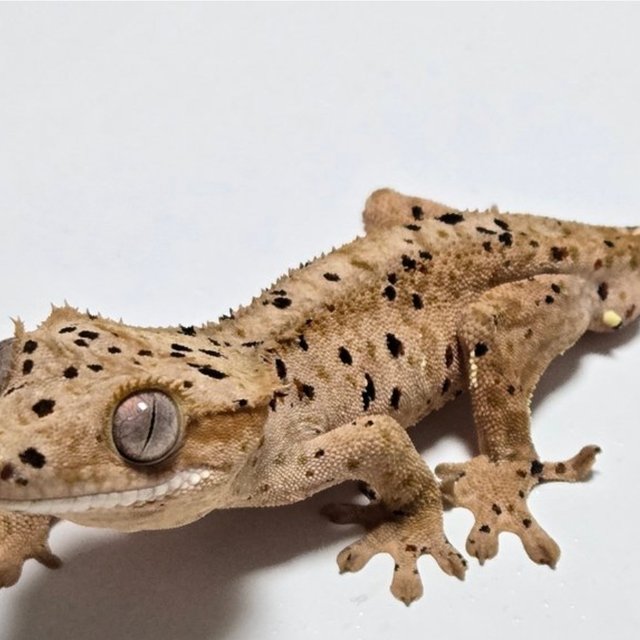 슈퍼달마시안 달마시안 레드