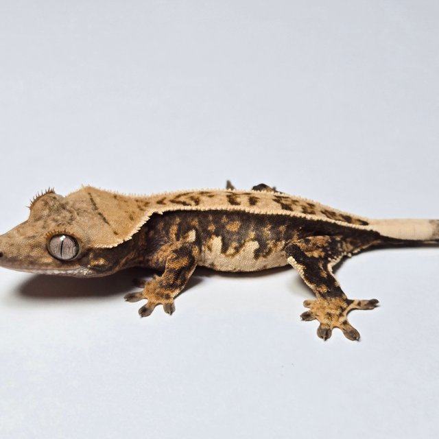 노멀 풀핀 트라이 익스트림할리퀸