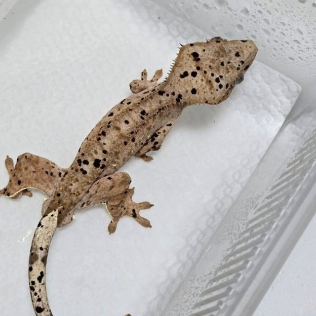 슈퍼달마시안 달마시안 레드