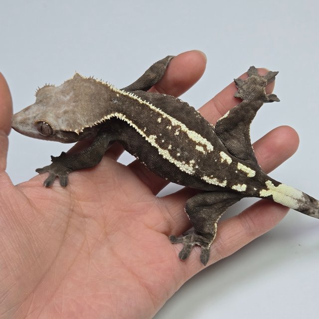 카푸치노 화이트핀