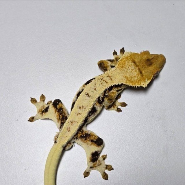 릴리화이트 트라이 풀핀