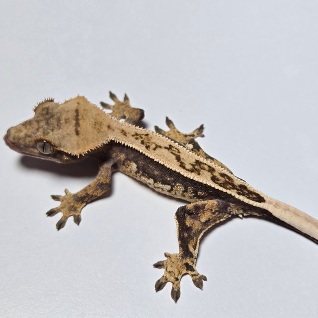 노멀 풀핀 쿼드