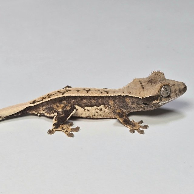 노멀 쿼드 풀핀