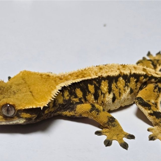 노멀 트라이 익스트림할리퀸 텐저린