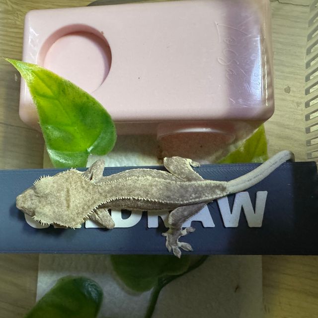 릴잔틱