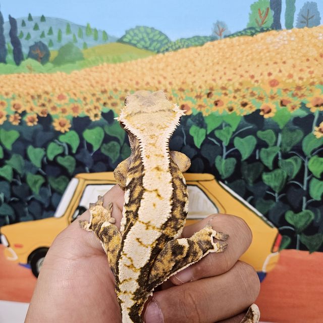 익스트림할리퀸 바브 트라이