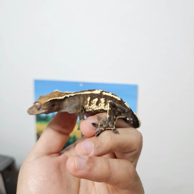 카푸치노 바이 화이트 블랙