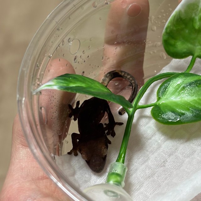 챠콜 화이트포트홀