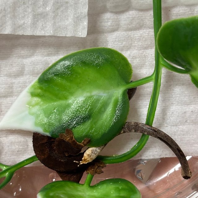 챠콜 화이트포트홀