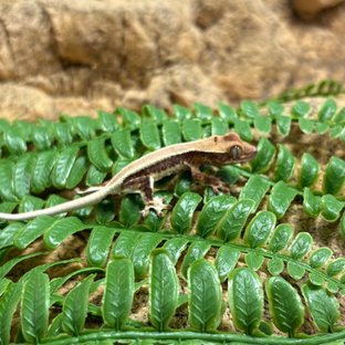 솔리드백 릴리화이트