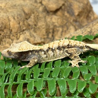 노멀 트라이 익스트림할리퀸