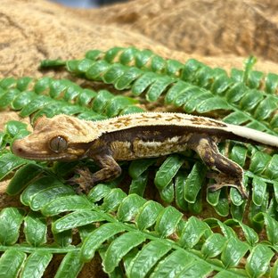 노멀 풀핀 쿼드