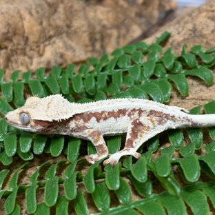 레드 릴리화이트