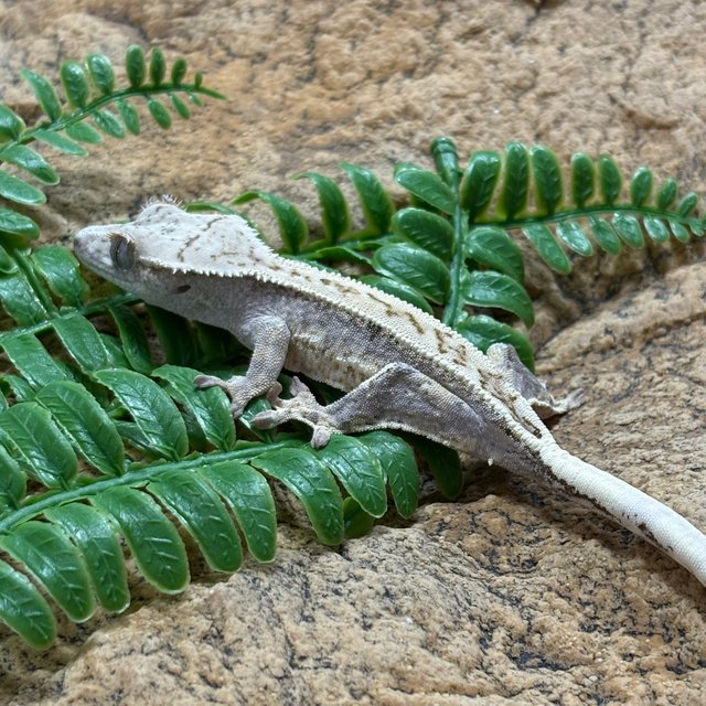 쿼드 핀스트라이프 노멀