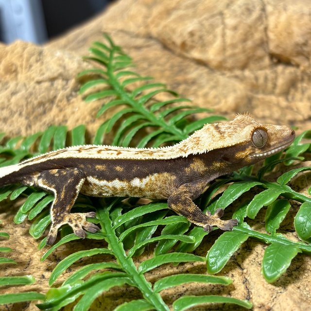 노멀 풀핀 쿼드