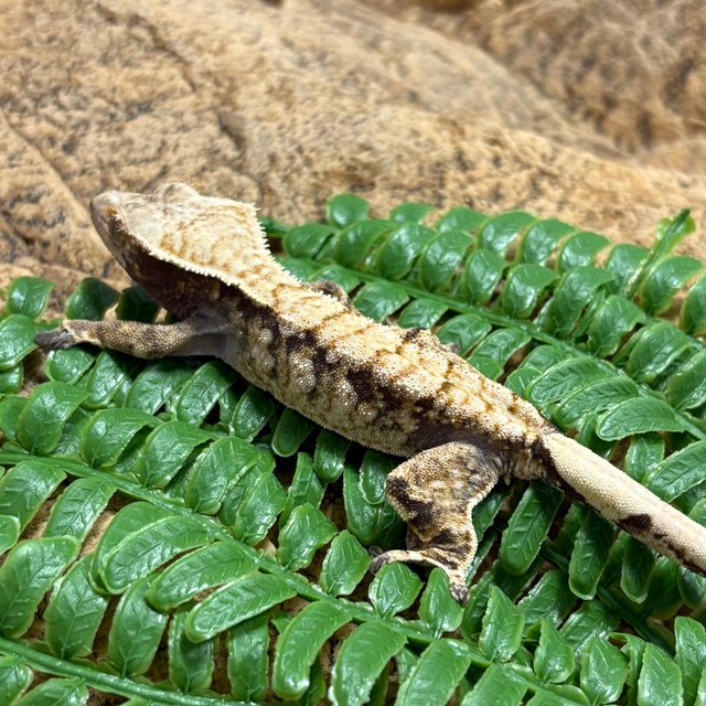 노멀 트라이 익스트림할리퀸