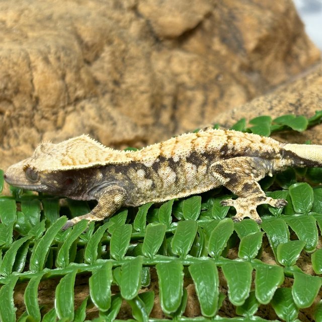 노멀 트라이 익스트림할리퀸