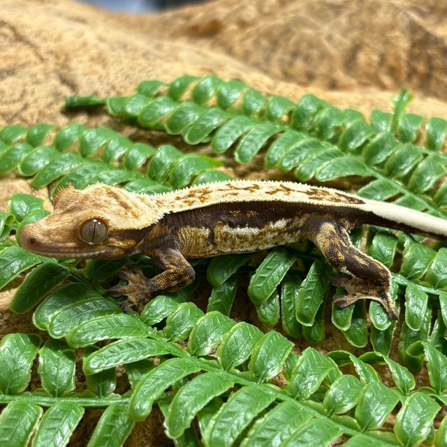 노멀 풀핀 쿼드