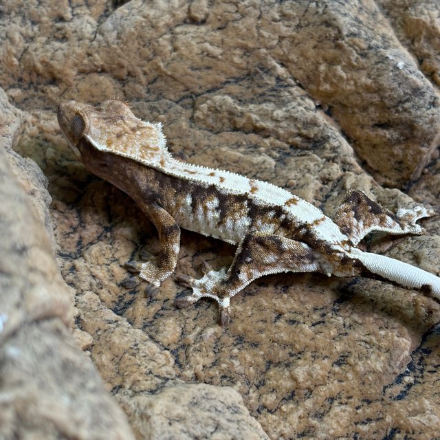 트라이 익스트림할리퀸