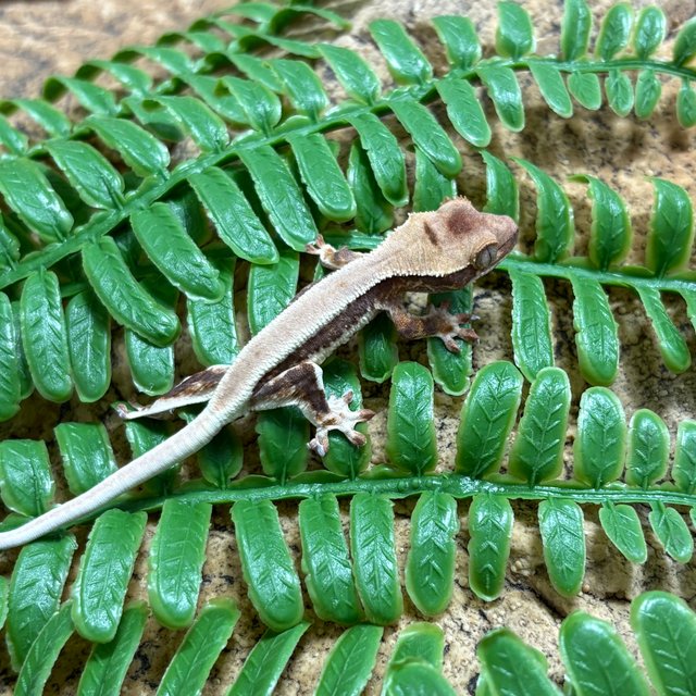 솔리드백 릴리화이트