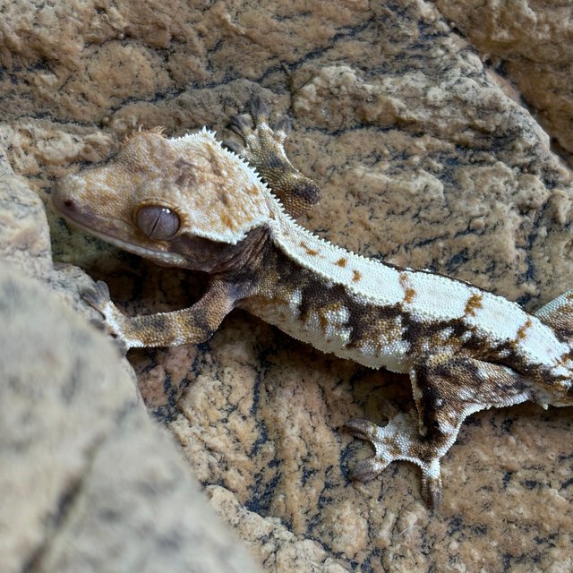 트라이 익스트림할리퀸