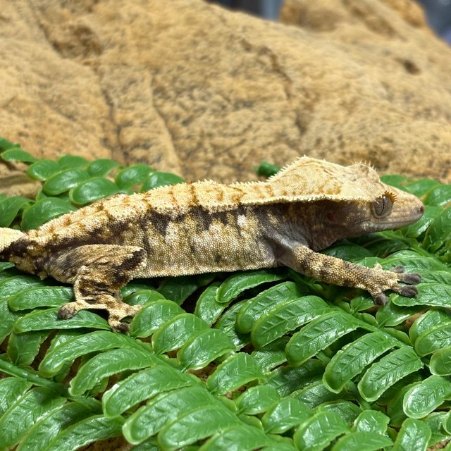 노멀 트라이 익스트림할리퀸