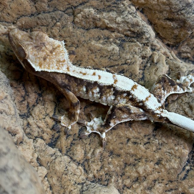 트라이 익스트림할리퀸