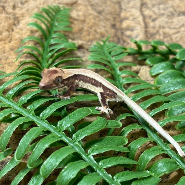 솔리드백 릴리화이트