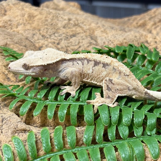 트라이 익스트림할리퀸