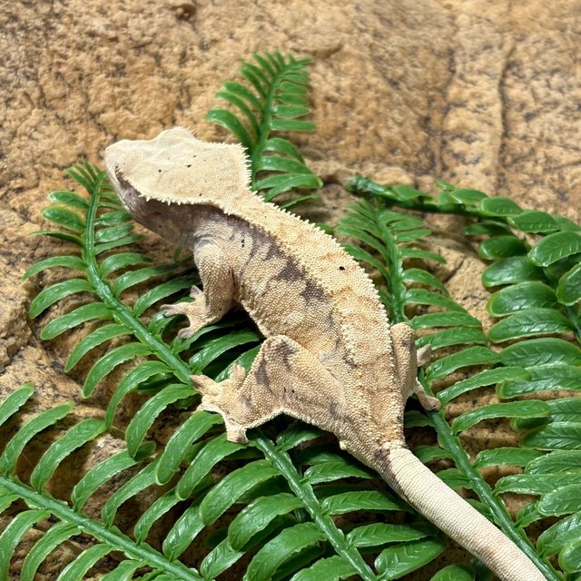 트라이 익스트림할리퀸