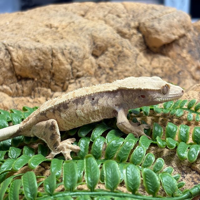 트라이 익스트림할리퀸