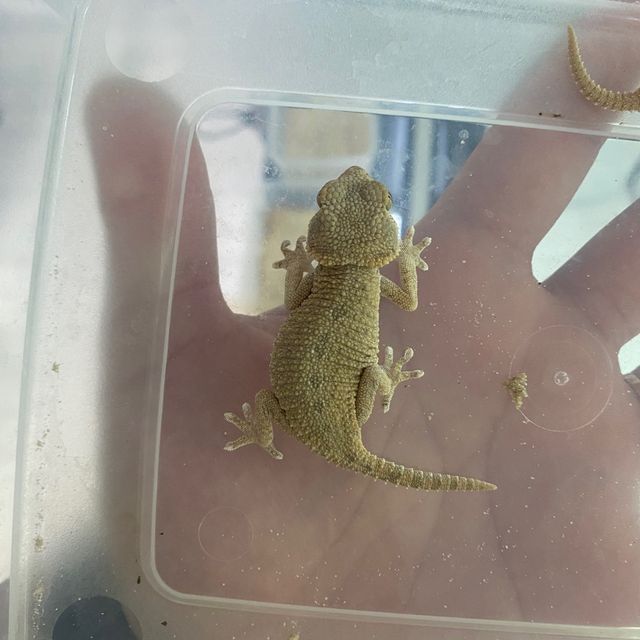 프라푸치노 카푸치노