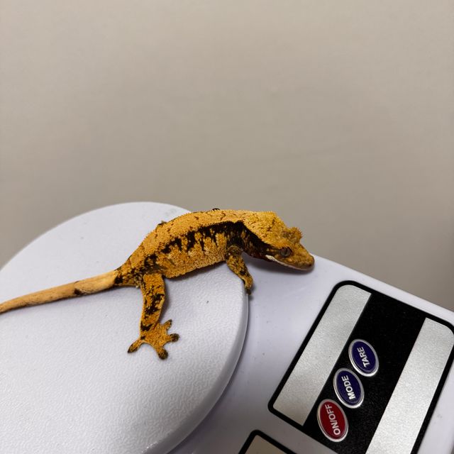 노멀 익스트림할리퀸 할리퀸