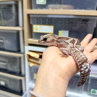 오레오 줄루
