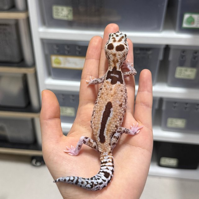 화이트아웃 줄루 헷 고스트 헷 오레오