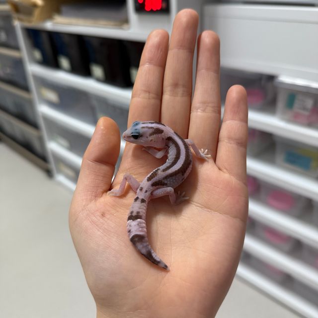 오레오 제로