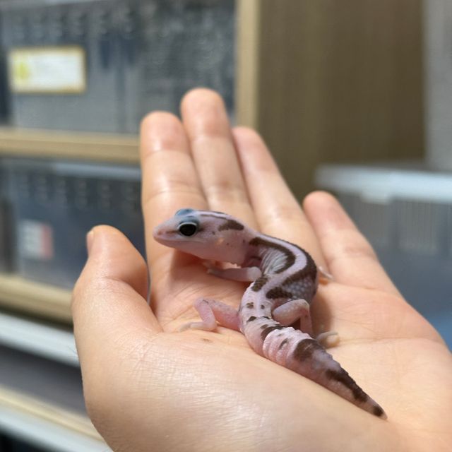 오레오 제로