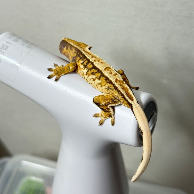 트라이 익스트림할리퀸