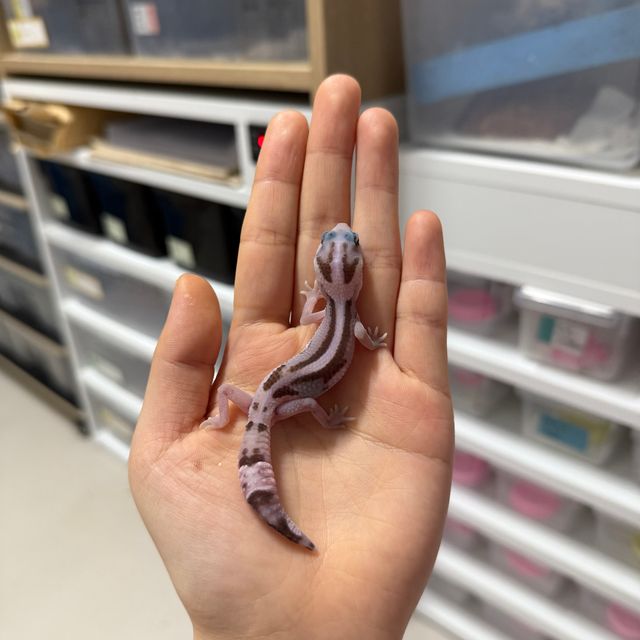 오레오 제로